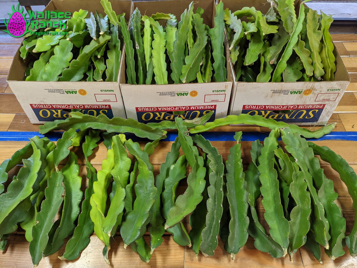 Dragon Fruit cuttings for Sale Wallace Ranch Dragon Fruit
