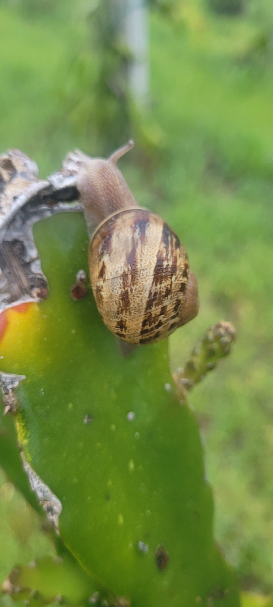 Snails and Dragon Fruit Wallace Ranch Dragon Fruit