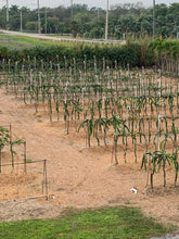 Load image into Gallery viewer, Family Farm Tour
