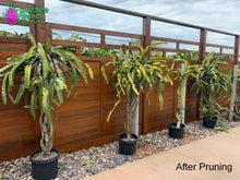 Load image into Gallery viewer, Family Farm Tour