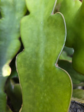 Load image into Gallery viewer, Shayna