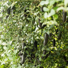 Load image into Gallery viewer, Australian Finger Limes USDA Certified Organic