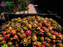 Load image into Gallery viewer, Family Farm Tour