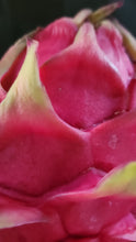 Load image into Gallery viewer, ES1 Dragon Fruit Cutting Plant Material