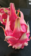 Load image into Gallery viewer, ES1 Dragon Fruit Cutting Plant Material