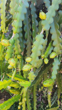 Load image into Gallery viewer, Condor Dragon Fruit Cutting