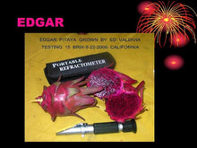 Load image into Gallery viewer, ES1 Dragon Fruit Cutting Plant Material