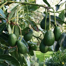 Load image into Gallery viewer, Organic Hass Avocados Includes Shipping