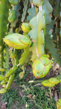 Load image into Gallery viewer, Condor Dragon Fruit Cutting