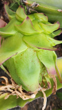 Load image into Gallery viewer, ES1 Dragon Fruit Cutting Plant Material
