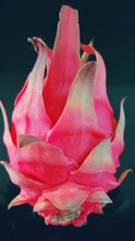 Load image into Gallery viewer, ES1 Dragon Fruit Cutting Plant Material