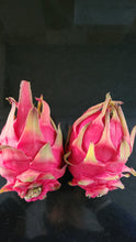 Load image into Gallery viewer, ES1 Dragon Fruit Cutting Plant Material