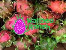Load image into Gallery viewer, Fresh Dragon Fruit 4 or 7  Pound Gift Box Certified Organic Dragon Fruit
