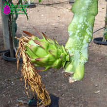 Load image into Gallery viewer, The Wallace Ranch Graft Hybrid Cutting