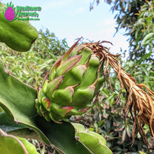 Load image into Gallery viewer, The Wallace Ranch Graft Hybrid Cutting