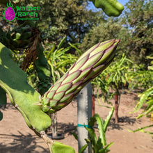 Load image into Gallery viewer, The Wallace Ranch Graft Hybrid Cutting