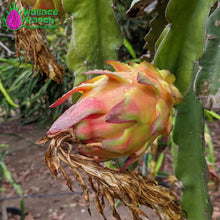 Load image into Gallery viewer, The Wallace Ranch Graft Hybrid Cutting