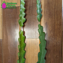 Load image into Gallery viewer, American Beauty Dragon Fruit