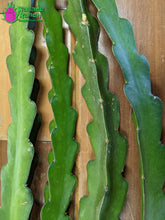 Load image into Gallery viewer, American Beauty Dragon Fruit