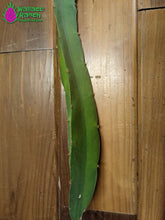 Load image into Gallery viewer, Ax Dragon Fruit