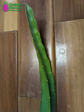 Load image into Gallery viewer, Ax Dragon Fruit