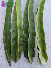 Load image into Gallery viewer, AX Dragon Fruit