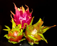 Load image into Gallery viewer, Bulk Box ORGANIC Dragon FRUIT- Pick Up Only, Read Descriptions for Quality and Sizing