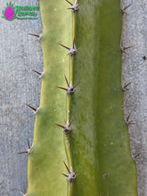 Load image into Gallery viewer, Lisa