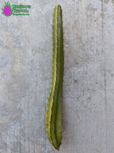 Load image into Gallery viewer, Lisa