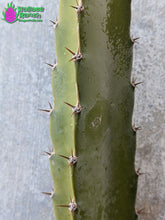 Load image into Gallery viewer, Lisa