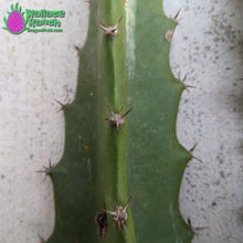 Load image into Gallery viewer, Orejona