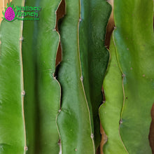 Load image into Gallery viewer, Physical Graffiti Dragon Fruit