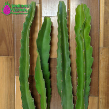 Load image into Gallery viewer, Robles Red Dragon Fruit