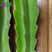 Load image into Gallery viewer, Robles Red Dragon Fruit