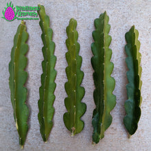 Load image into Gallery viewer, American Beauty Dragon Fruit