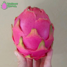 Load image into Gallery viewer, Bien Hoa Dragon Fruit Pitaya Pitahaya
