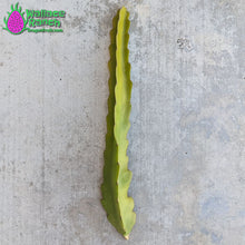 Load image into Gallery viewer, Bien Hoa Dragon Fruit Pitaya Pitahaya