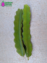 Load image into Gallery viewer, Bien Hoa Dragon Fruit