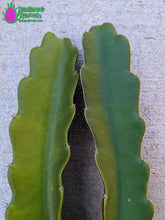 Load image into Gallery viewer, Bien Hoa Dragon Fruit