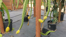 Load and play video in Gallery viewer, Yellow Colombiana Dragon Fruit