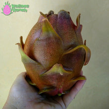 Load image into Gallery viewer, Dark Star Dragon Fruit Pitaya Pitahaya