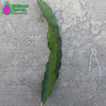 Load image into Gallery viewer, Dark Star Dragon Fruit