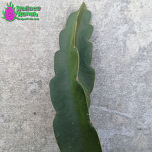 Load image into Gallery viewer, Dark Star Dragon Fruit