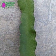 Load image into Gallery viewer, Dark Star Dragon Fruit