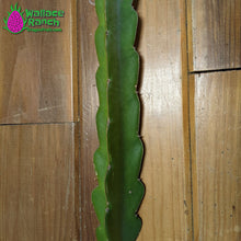 Load image into Gallery viewer, Delight Dragon Fruit