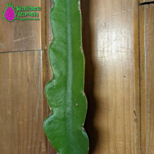 Load image into Gallery viewer, Delight Dragon Fruit