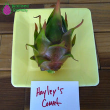 Load image into Gallery viewer, Halley's Comet Dragon Fruit Pitaya Pitahaya