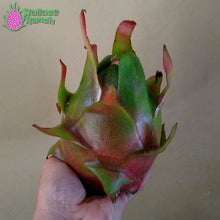 Load image into Gallery viewer, Halley's Comet Dragon Fruit Pitaya Pitahaya