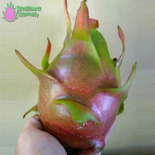 Load image into Gallery viewer, Halley's Comet Dragon Fruit Pitaya Pitahaya