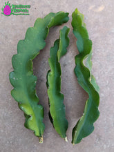 Load image into Gallery viewer, Halley's Comet Dragon Fruit